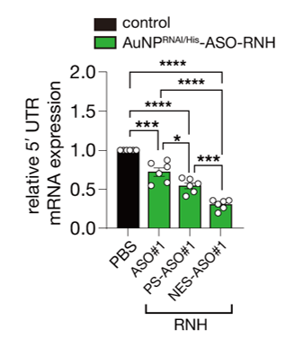 mRNA 발현 면역형광 이미지